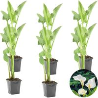 Bloomique - Lot de 6 - Zantedeschia Aethiopica - Arum blanc - Plantes de bassin - Résistante au gel - Hauteur 10-20 cm - Pot 9 cm