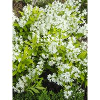 Deutzia 'Variegata' Pot de 3L/4L