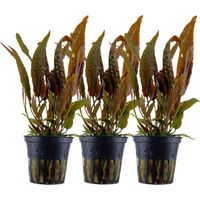 Aquarium Pflanze 3 Stück Cryptocoryne usteriana Nr.120