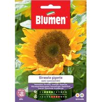 Semi girasole gigante semi edibile