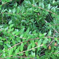 Chèvrefeuille à cupule - Lonicera pileata - 30-40 cm pot