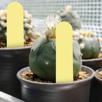 100 étiquettes jaunes en PVC pour plantes, jardin, pépinière et étiquetage des semences