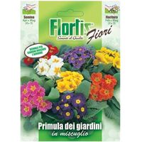 Primula Dei Giardini Mix