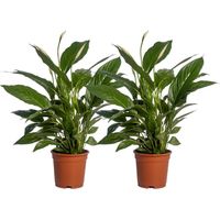 Spathiphyllum Vivaldi Plante d’Intérieur Décorative Lot de 2 Pot 17 cm Hauteur 70 cm - PANGIVO