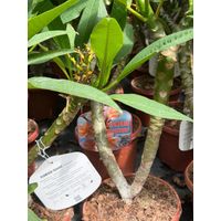 Plumeria Boutique pot 20 cm H60 – Plante tropicale aux fleurs parfumées