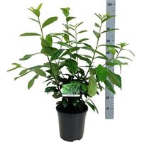 Laurier-cerise Novita 60/80cm Pot 6L - Prunus laurocerasus Novita