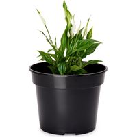 Garronda Pots Horticulture Ronds Pots pour Culture de Plants de Plantes et Fleurs GD-0025 (1 Pièces Noir, ⌀ 11cm H=9cm)