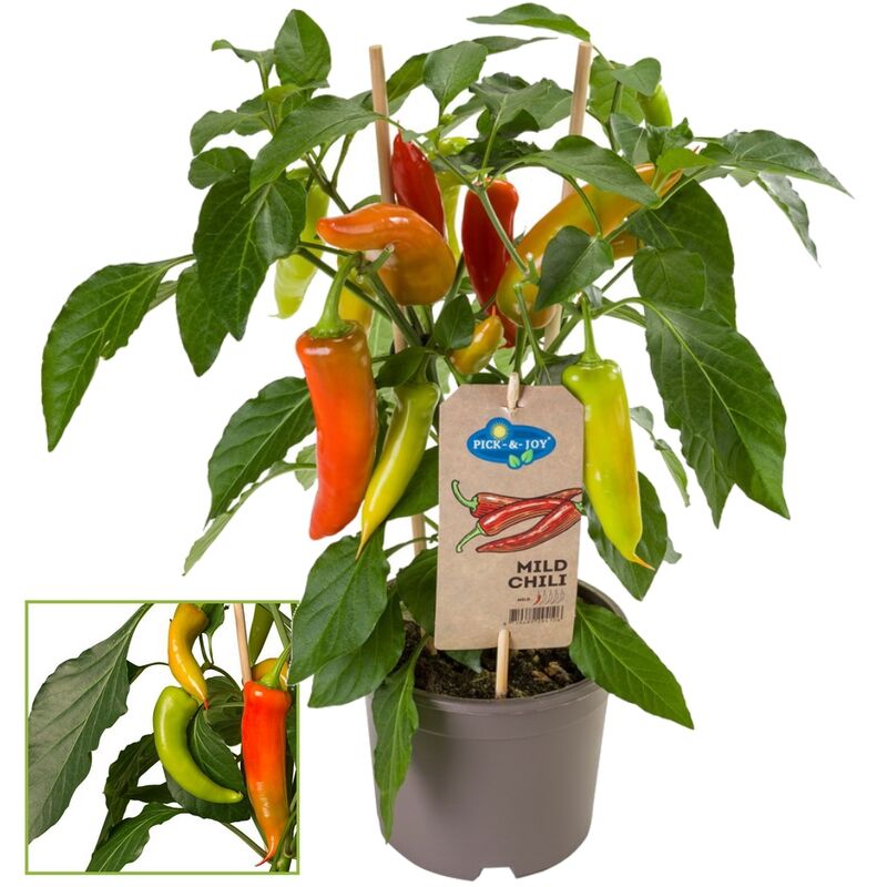 Exotenherz - Pimentier - doux - pepperoni - poivrier pour balcon et jardin - pot 14cm - légumes à emporter