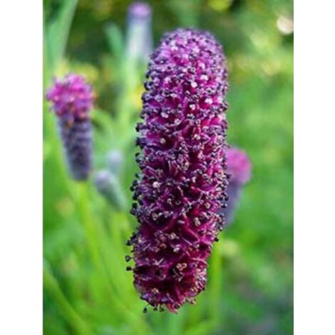 Pimprenelle à fines feuilles 'Purpurea' Godet de 8/9 cm