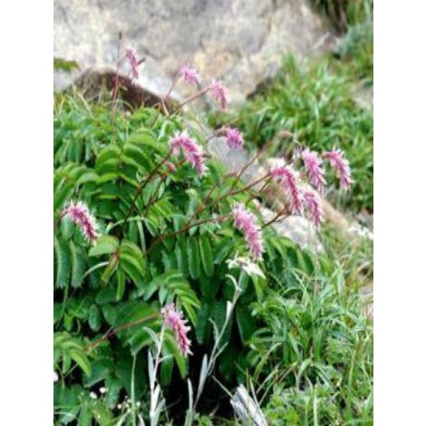 Pimprenelle obtusa Godet de 8/9 cm