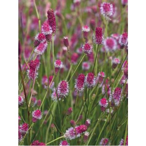 Pimprenelle officinale 'Pink Tanna' Godet de 8/9 cm