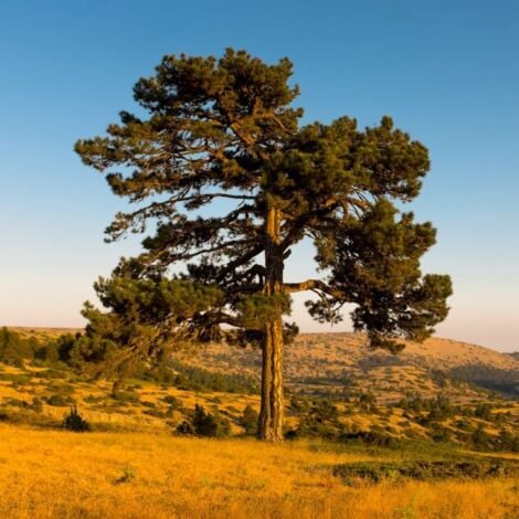 Pin à Crochets (Pinus Uncinata) - Godet - Taille 13/25cm