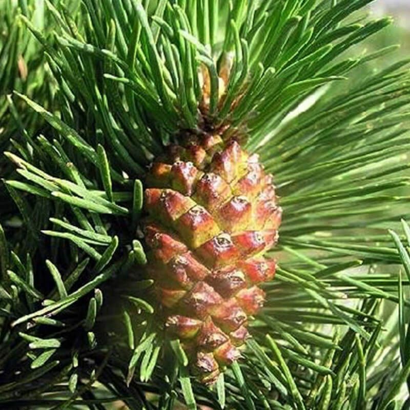 Pepinières Naudet - Pin à Crochets (Pinus Uncinata) - Godet - Taille 13/25cm