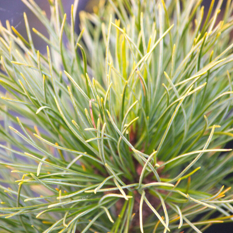 Pin cembro nain Compacta Glauca/Pot de 3L