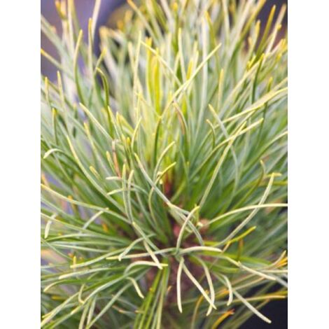 Pin 'Compacta Glauca' Pot de 4L/5L