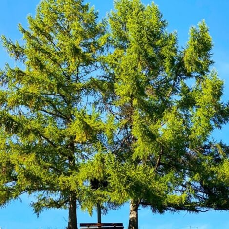 PÉPINIÈRES NAUDET Pin d'Alep (Pinus Halepensis)
