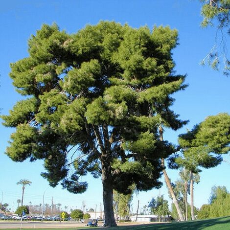 Pin d'Alep (Pinus Halepensis)