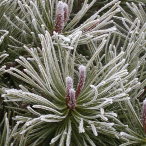 Pin de montagne mugo Var. mughus | Pot de 3L - 40/60 cm