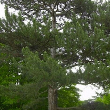 Pin de Salzmann (Pinus Nigra Salzmanii) - Godet - Taille 13/25cm