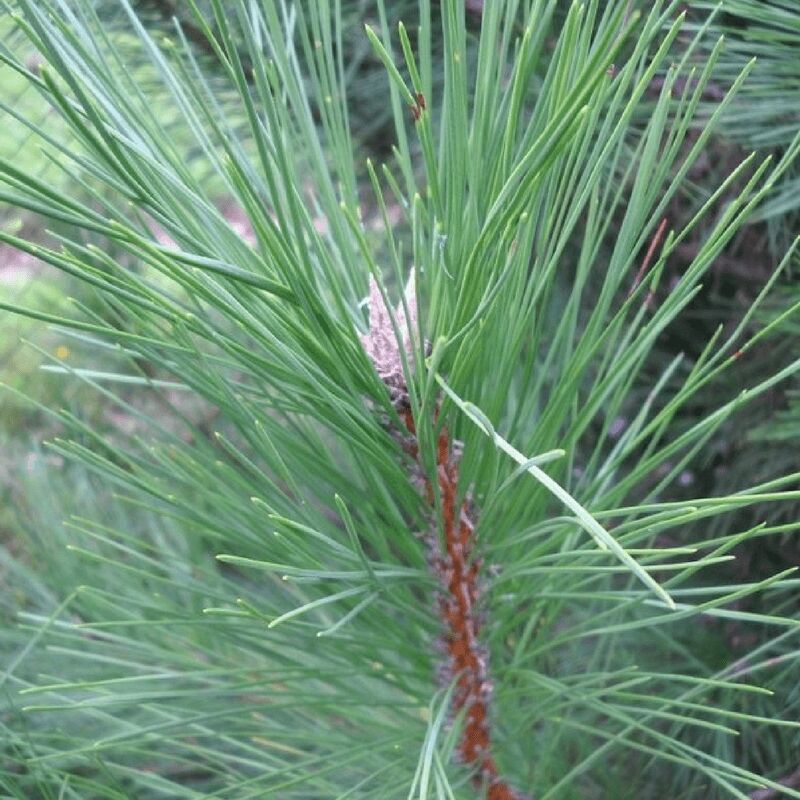 Pepinières Naudet - Pin de Salzmann (Pinus Nigra Salzmanii) - Godet - Taille 13/25cm