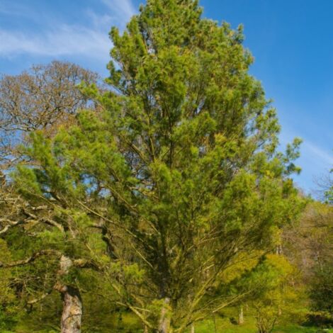 Pin de Weymouth (Pinus Strobus) - Racines nues - Taille 10/25cm