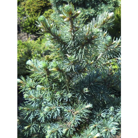 Pin d'Oregon, Sapin de Douglas 'Fletcheri' Pot de 7,5L/10L, Tige de 80 cm