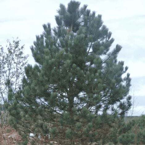 Pin Laricio de Calabre (Pinus Nigra Calabrica)