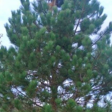 Pin Laricio de Calabre (Pinus Nigra Calabrica) - Godet - Taille 20/40cm