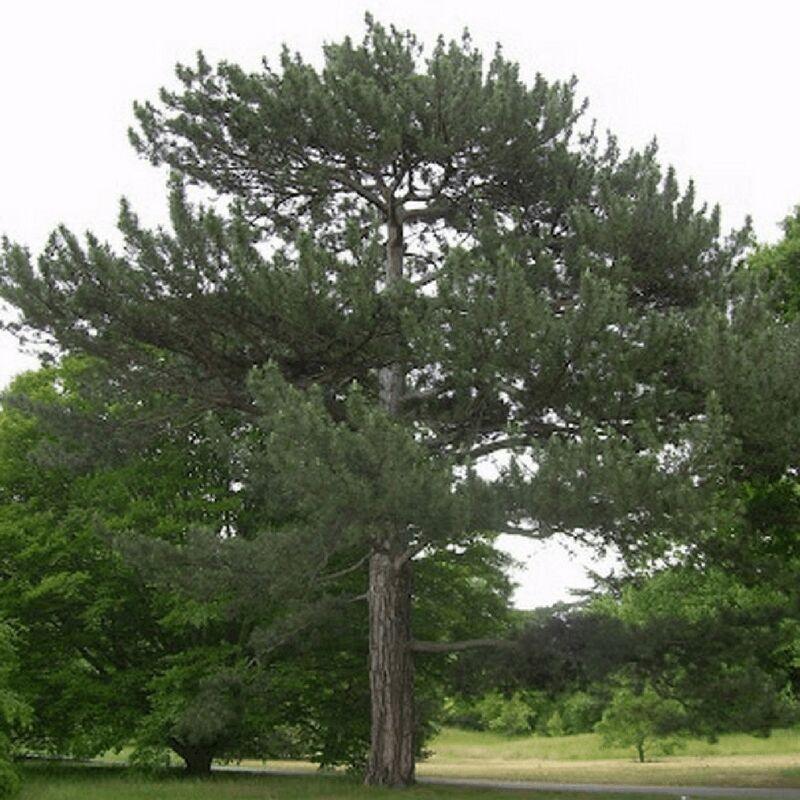 Pepinières Naudet - Pin Laricio de Corse (Pinus Nigra Corsicana) - Godet - Taille 20/40cm