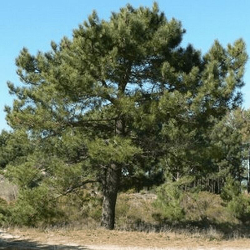 Pepinières Naudet - Pin Maritime (Pinus Pinaster) - Godet - Taille 20/40cm