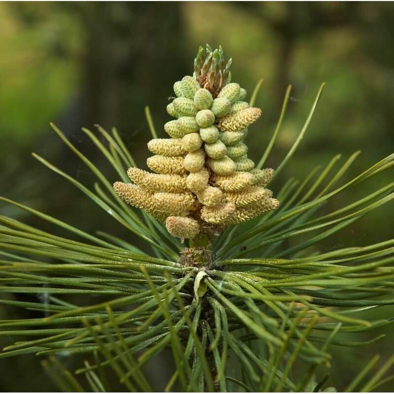 Pepinières Naudet - Pin Noir d'Autriche (Pinus Nigra Austriaca) - Godet - Taille 20/40cm