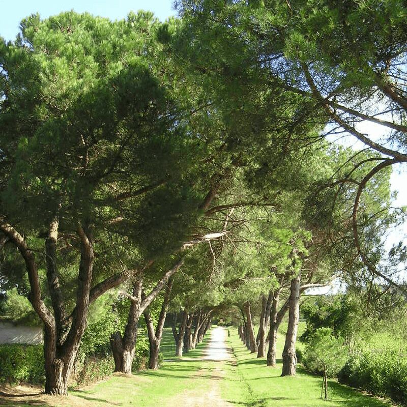 Pepinières Naudet - Pin Pignon - Pin Parasol (Pinus Pinea) - Godet - Taille 13/25cm