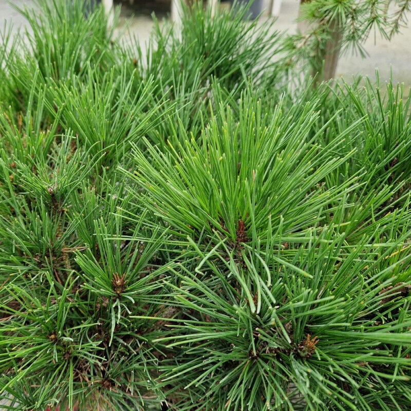 Pin rouge du Japon Alice Verkade/Pot de 5L