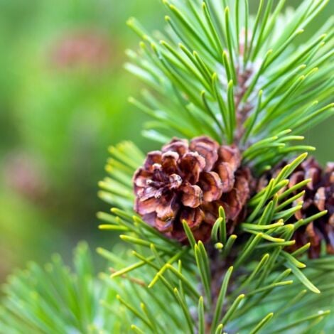 PÉPINIÈRES NAUDET Pin Sylvestre (Pinus Sylvestris)