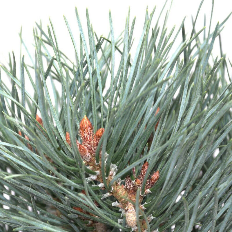 Pin sylvestre nain Chantry Blue/Pot de 5L