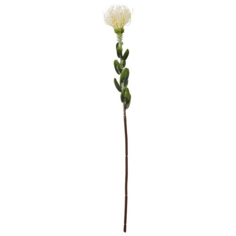 Pincushion Protea Spray (Single Stem Flower) - Plastic - Height 61 cm - Cream