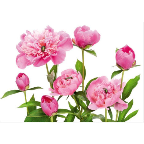 Pink peony, photo murale, 360x255 cm, 4 parts
