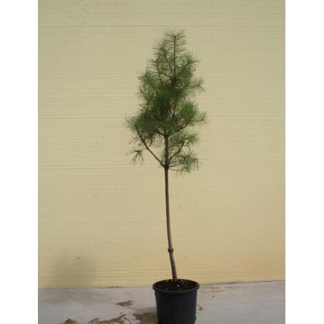 Pino silvestre "Pinus sylvestris" pianta in vaso  26 cm h. 150/170 cm