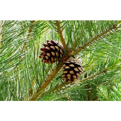 Pino silvestre prebonsai "Pinus sylvestris" pianta a cespuglio in vaso 13 cm
