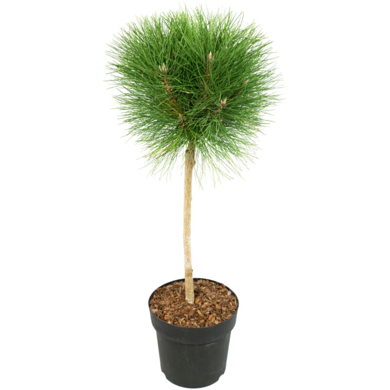 Plant In A Box - Pinus 'Brise d'été' - Pin nain - Pot 24cm - Hauteur 70-80cm - Vert