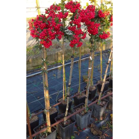 Piracanta rossa "Pyracantha coccinea" Agazzino pianta ad Alberello in vaso 4 litri h. 1 metro circa con canna FOTO REALE