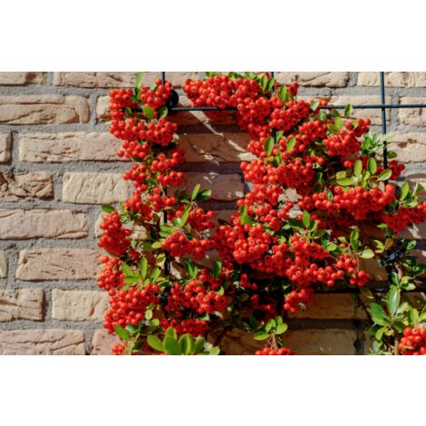 Piracanta rossa "Pyracantha coccinea" Agazzino pianta da siepe in vaso 16 cm h. 120/150 cm con canna