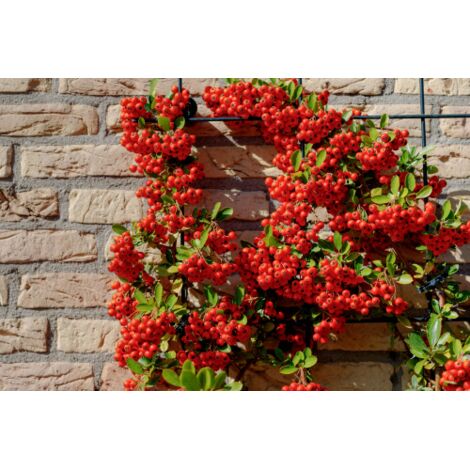 Piracanta rossa "Pyracantha coccinea" Agazzino pianta da siepe sempreverde in vaso  8 bio cm