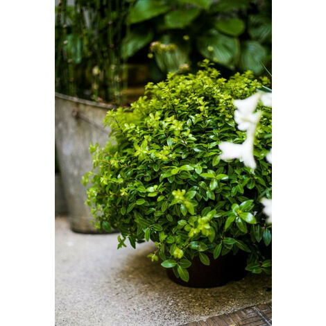 Pittospore 'Golf Ball' Taille du pot - Pot de 8 Litres