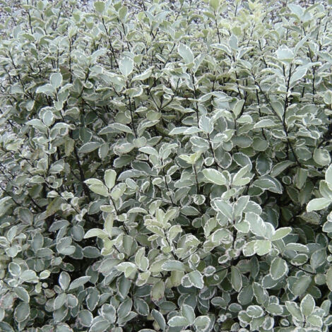 Pittosporum Silver Ball, Pittospore/Pot de 3L - 20/40 cm