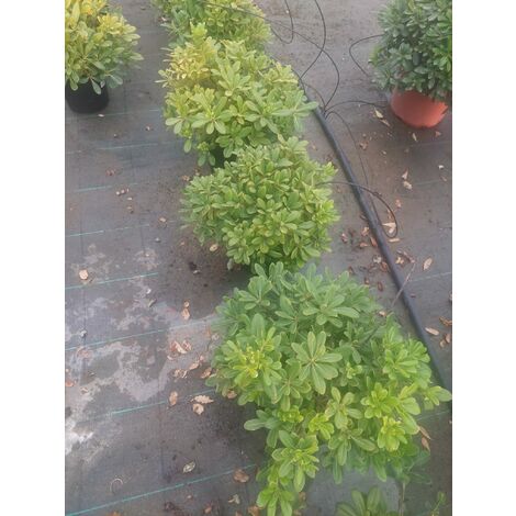 Pittosporum Tobira