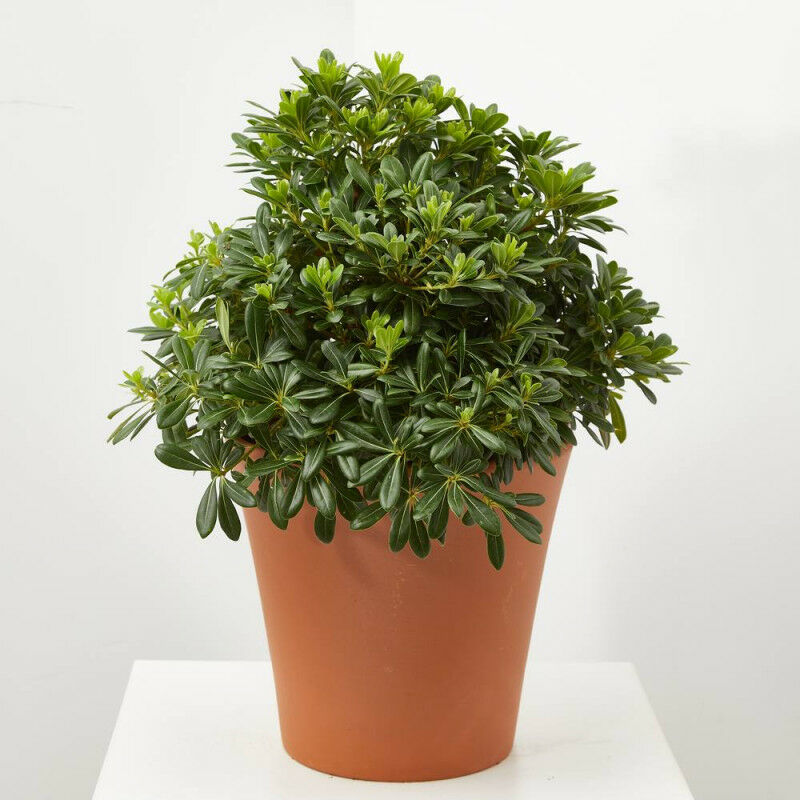 

Verdecora - PITTOSPORUM TOBIRA MACETA 10 LITROS