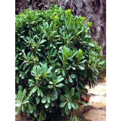 Pittosporum tobira 'Nana' arbuste nain 100 cm – Feuillage persistant – Fleurs blanches parfumées – Exposition soleil, mi-ombre – Pot de 2L/3L