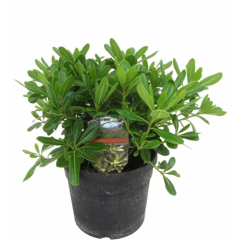 Plant In A Box - Pittosporum tobira nanum - Buisson de laurier fleur - Pot 19cm - Hauteur 30-40cm - Blanc