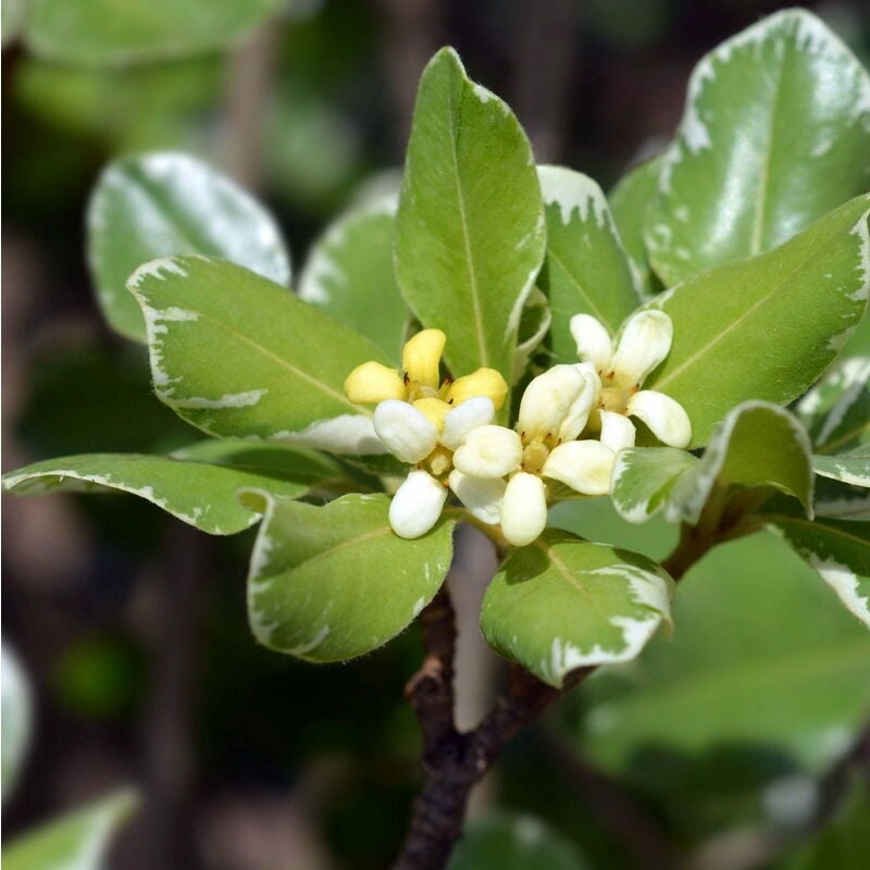 Pitosforo 'Pittosporum Tobira' Pianta In Vaso 19 Cm | VIVAIO DI ...